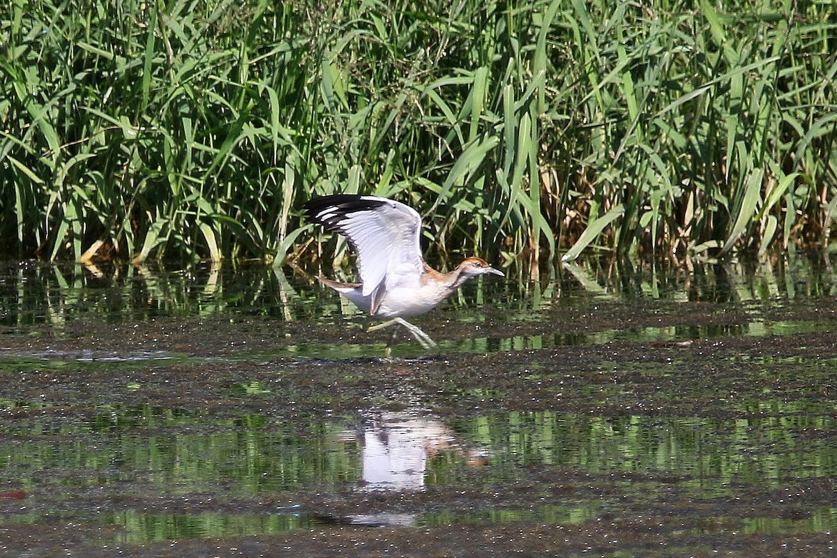 Pheasant-tailed Jacana - ML612412010