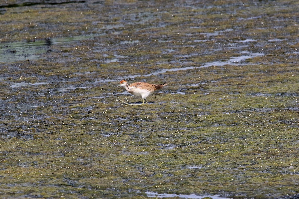Pheasant-tailed Jacana - ML612412011