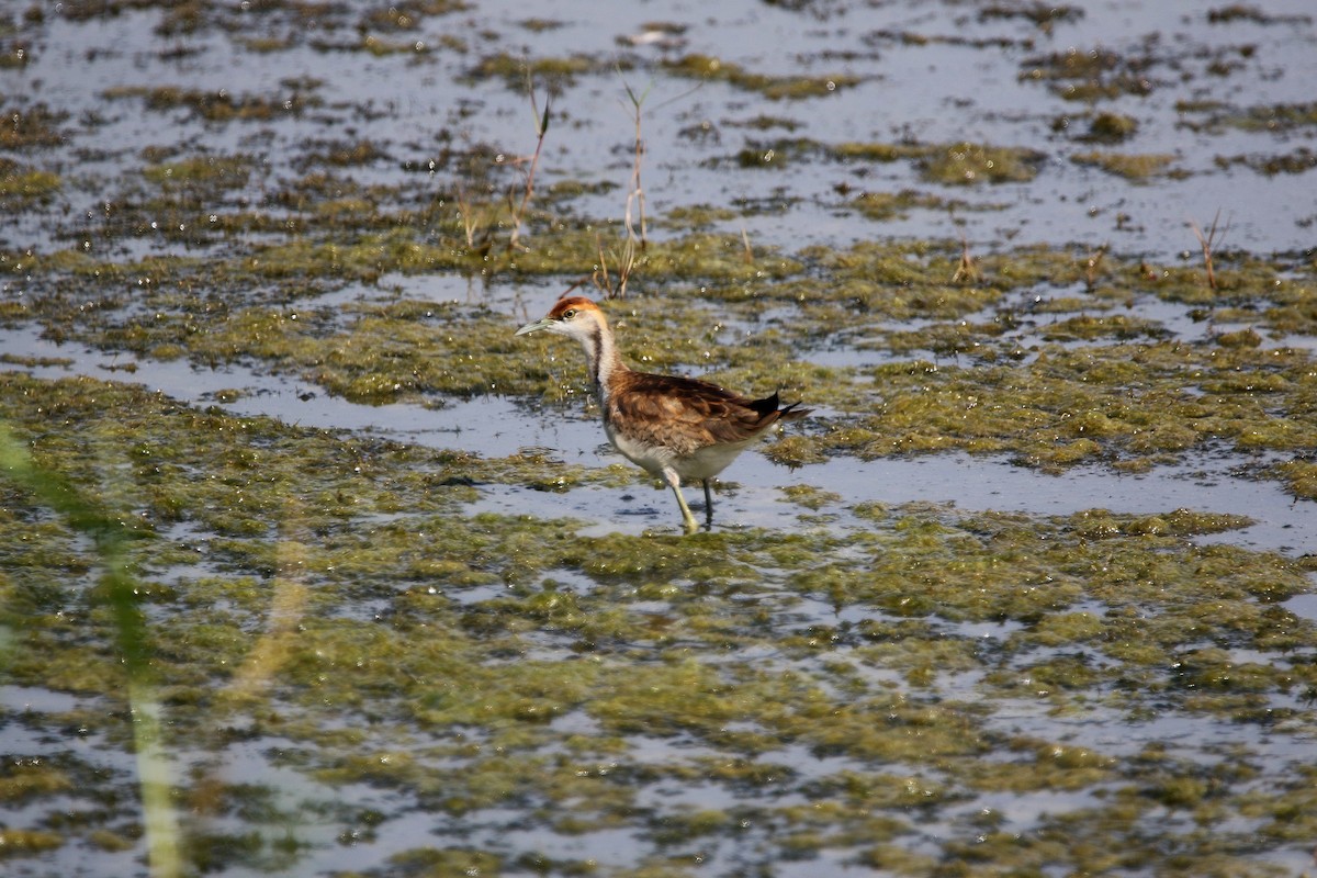 Pheasant-tailed Jacana - ML612412012