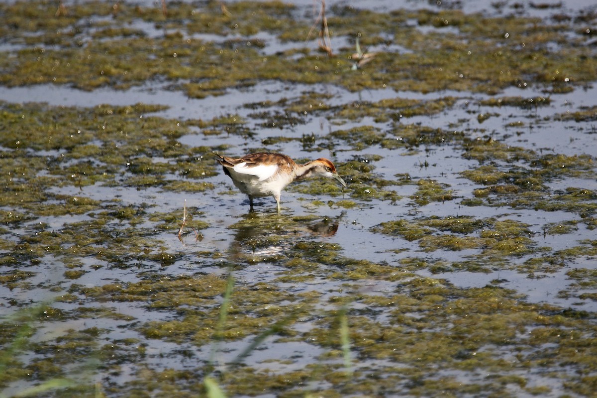 Pheasant-tailed Jacana - ML612412013