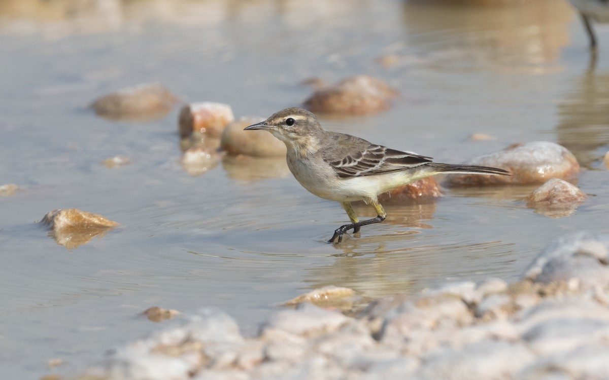 konipas luční - ML612412018