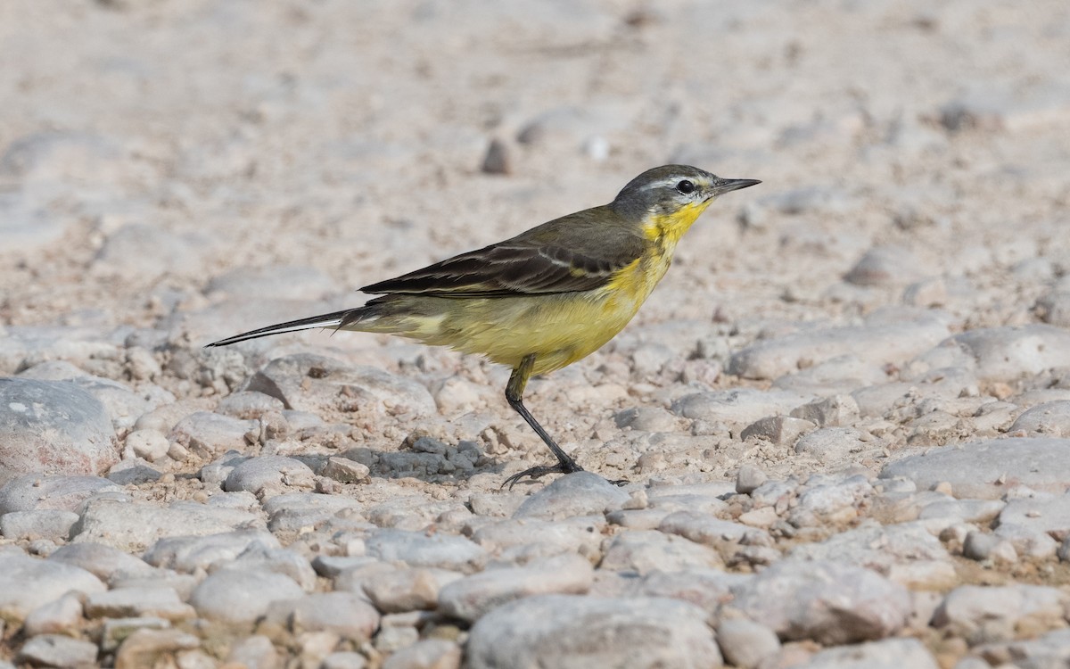 konipas luční - ML612412022