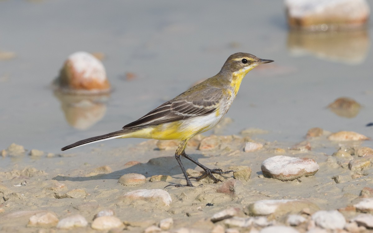 Western Yellow Wagtail - ML612412025