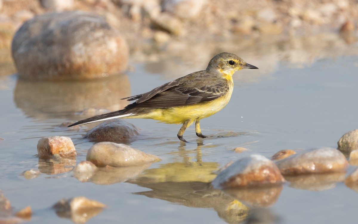 konipas luční - ML612412029