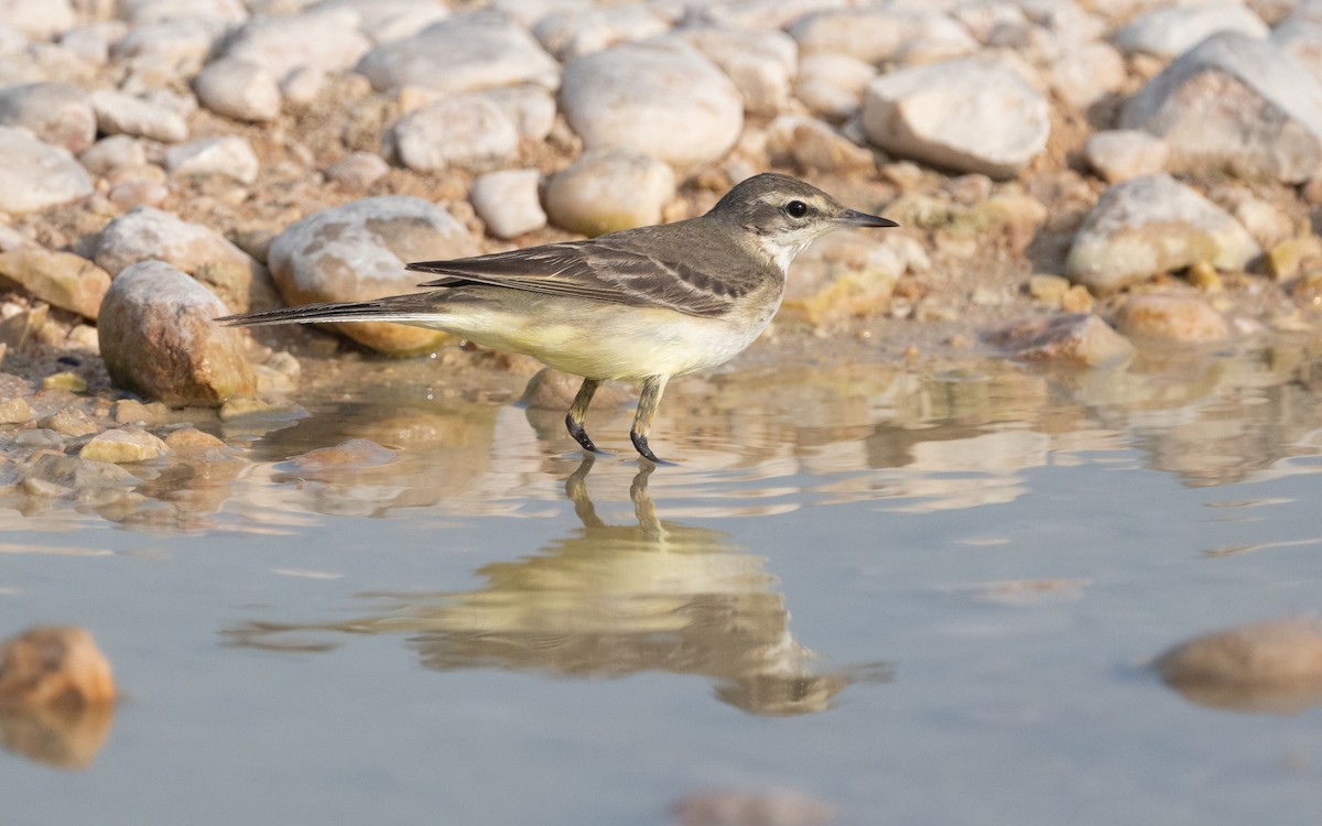 Western Yellow Wagtail - Emmanuel Naudot