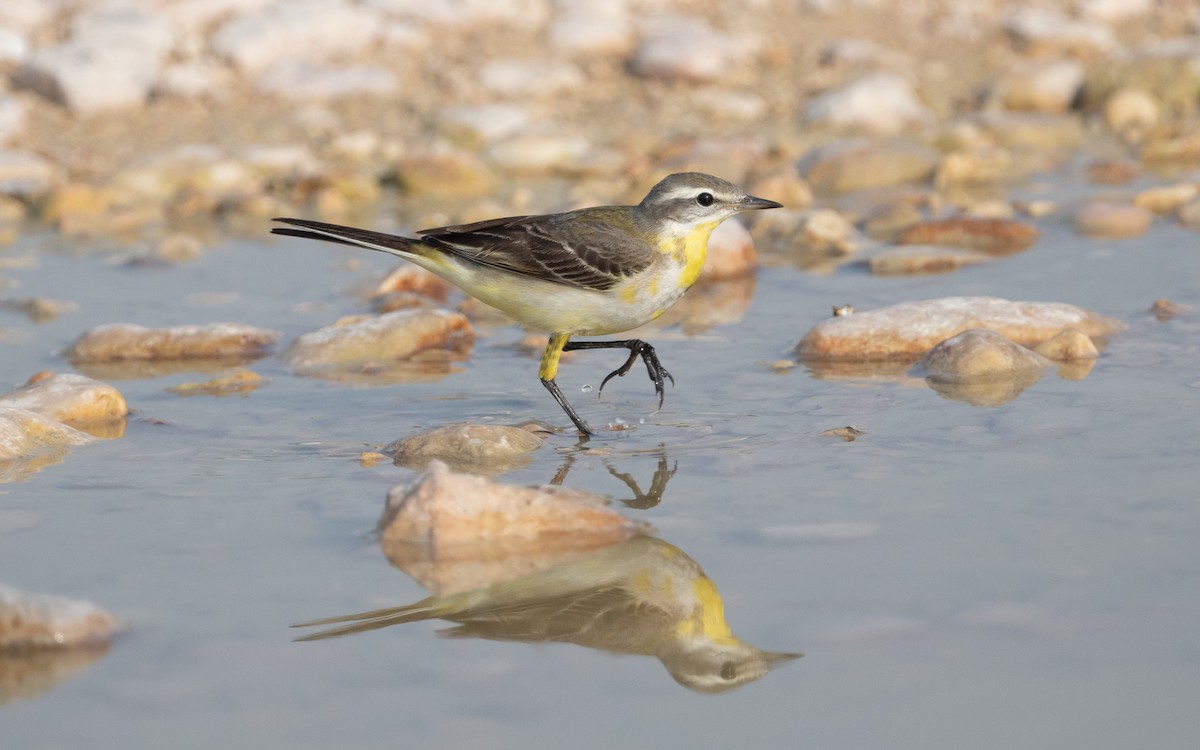 konipas luční - ML612412038