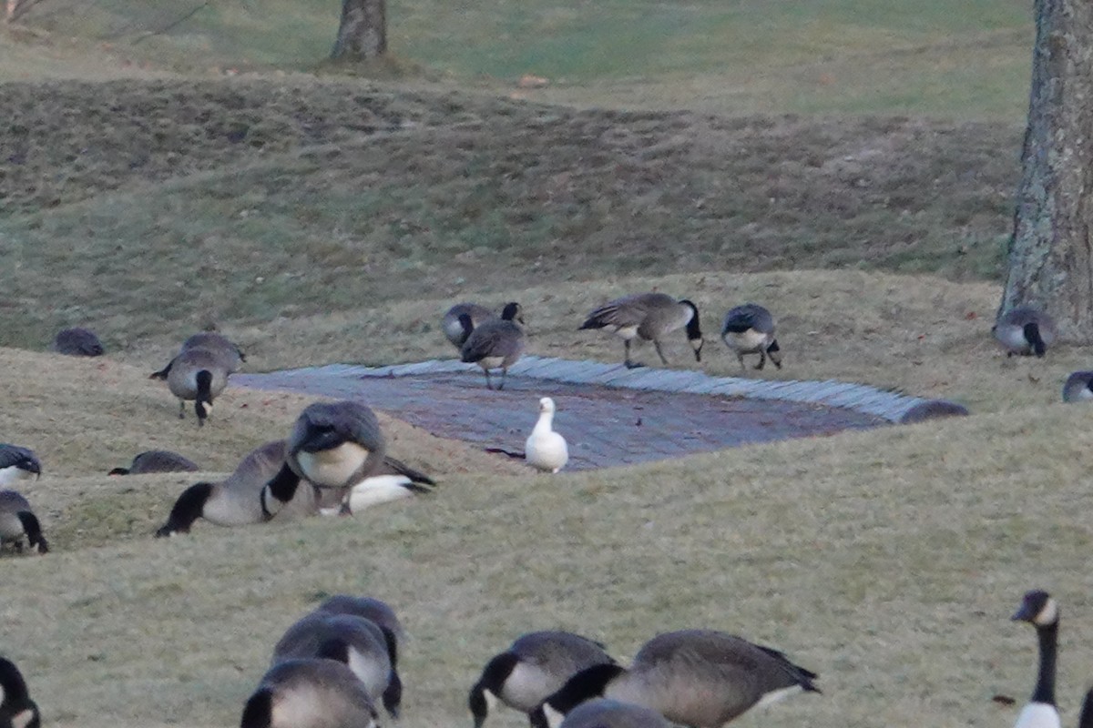 Ross's Goose - ML612412041