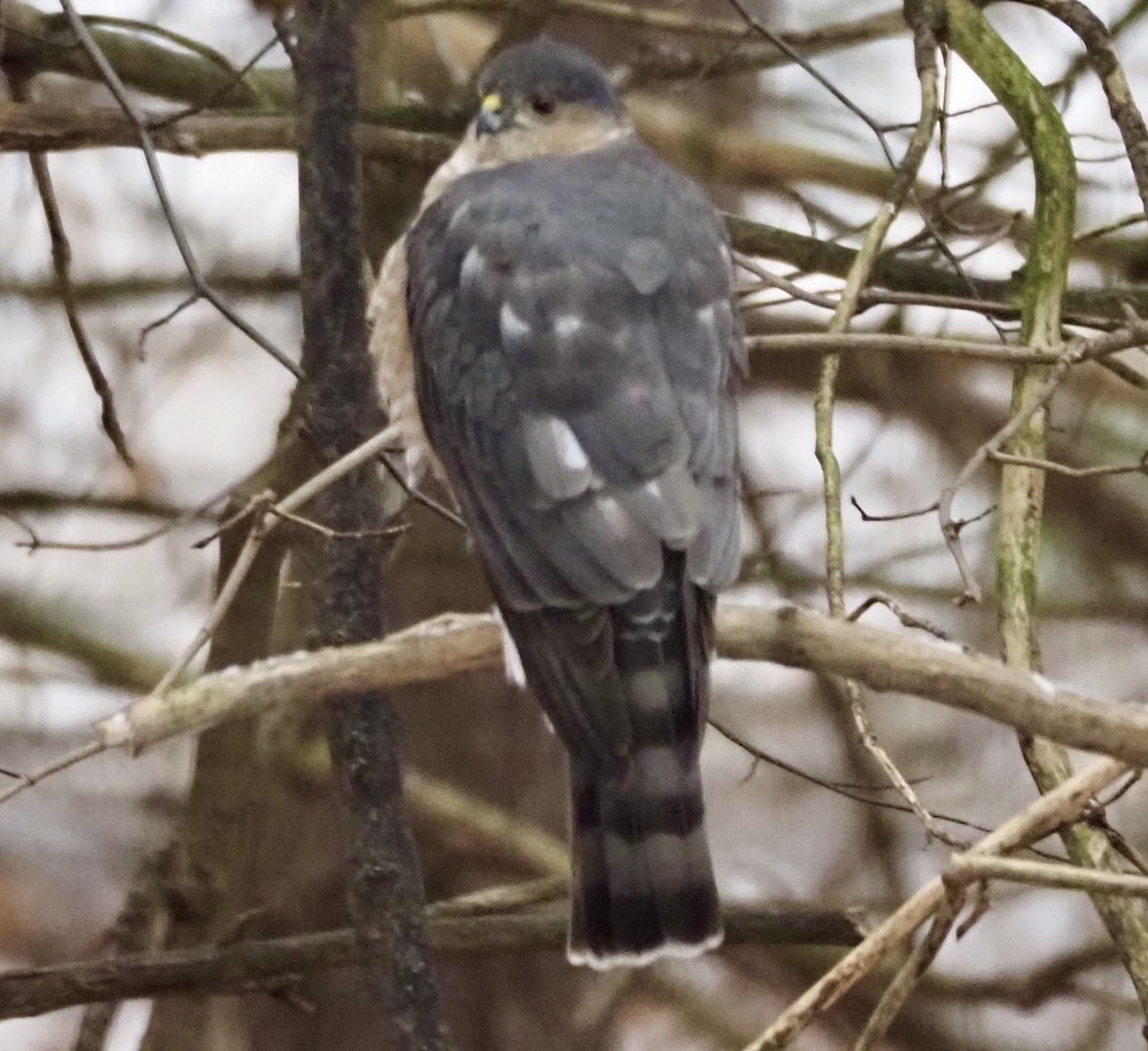 Sharp-shinned Hawk - ML612412042