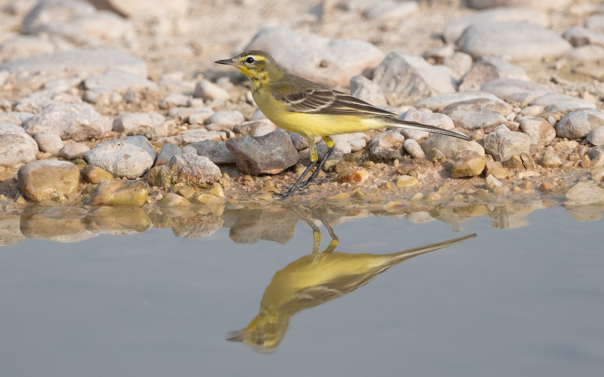 konipas luční - ML612412043