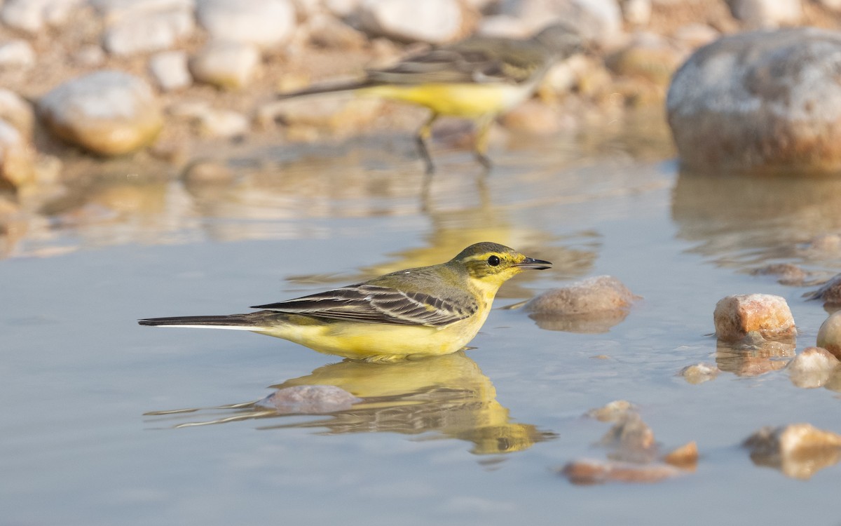 konipas luční - ML612412056