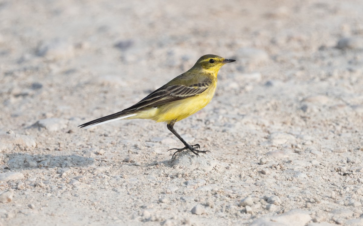 Western Yellow Wagtail - Emmanuel Naudot