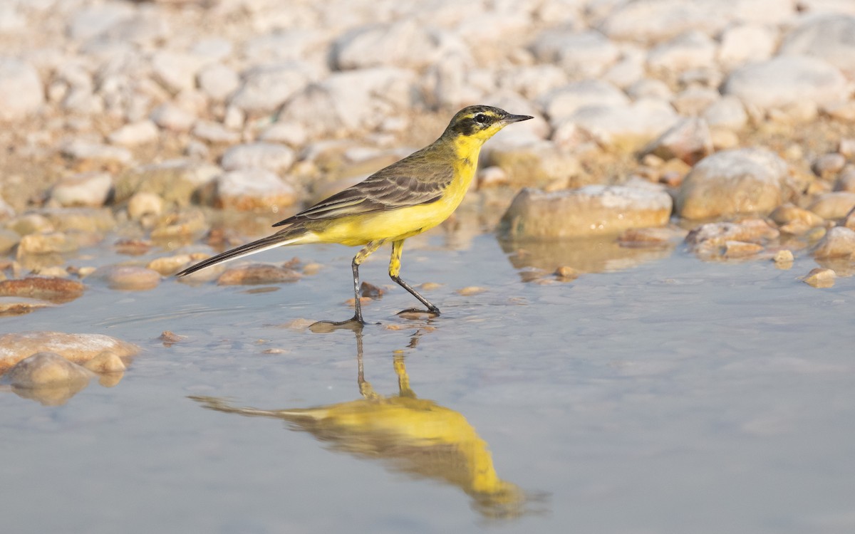 konipas luční - ML612412062