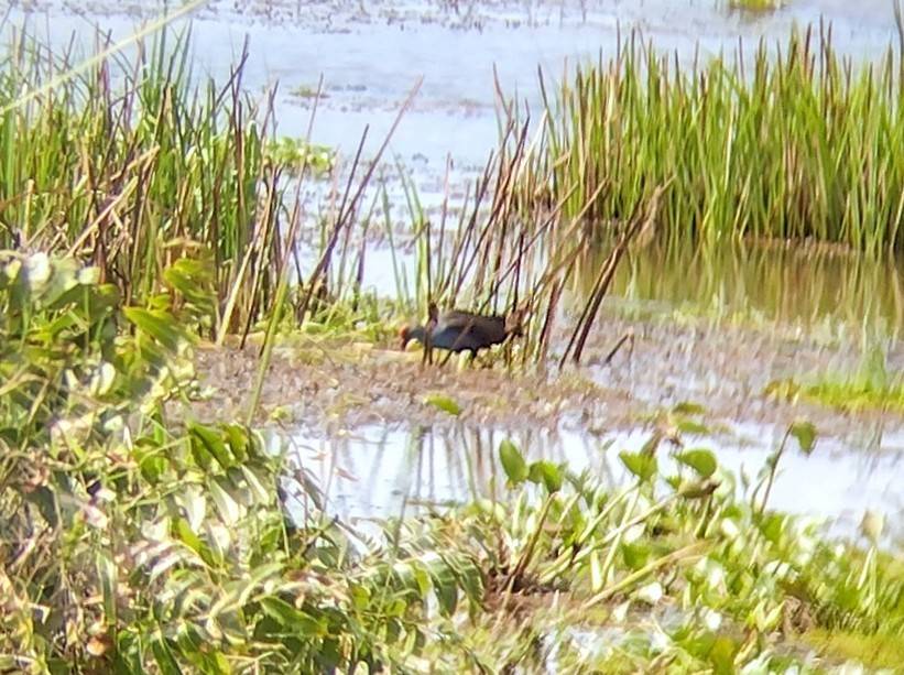 Gray-headed Swamphen - ML612412070