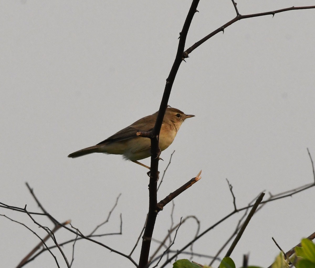 Booted Warbler - ML612412072
