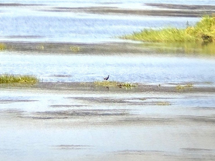 Bronze-winged Jacana - Lars Mannzen