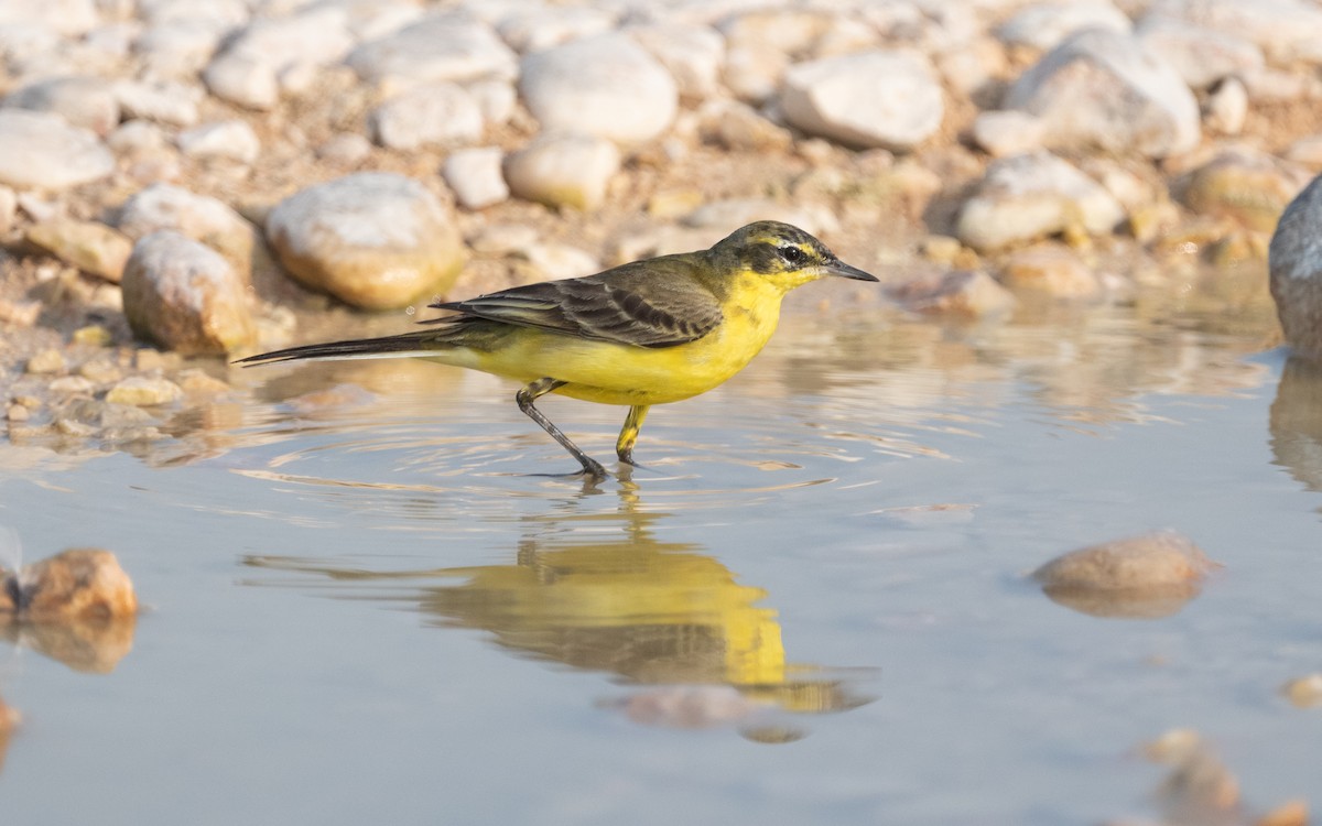 konipas luční - ML612412083