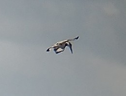 Pied Kingfisher - Lars Mannzen