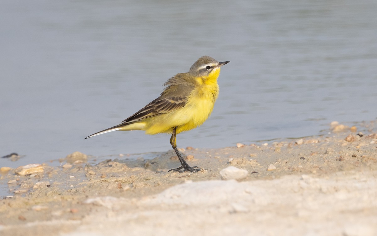 konipas luční - ML612412088