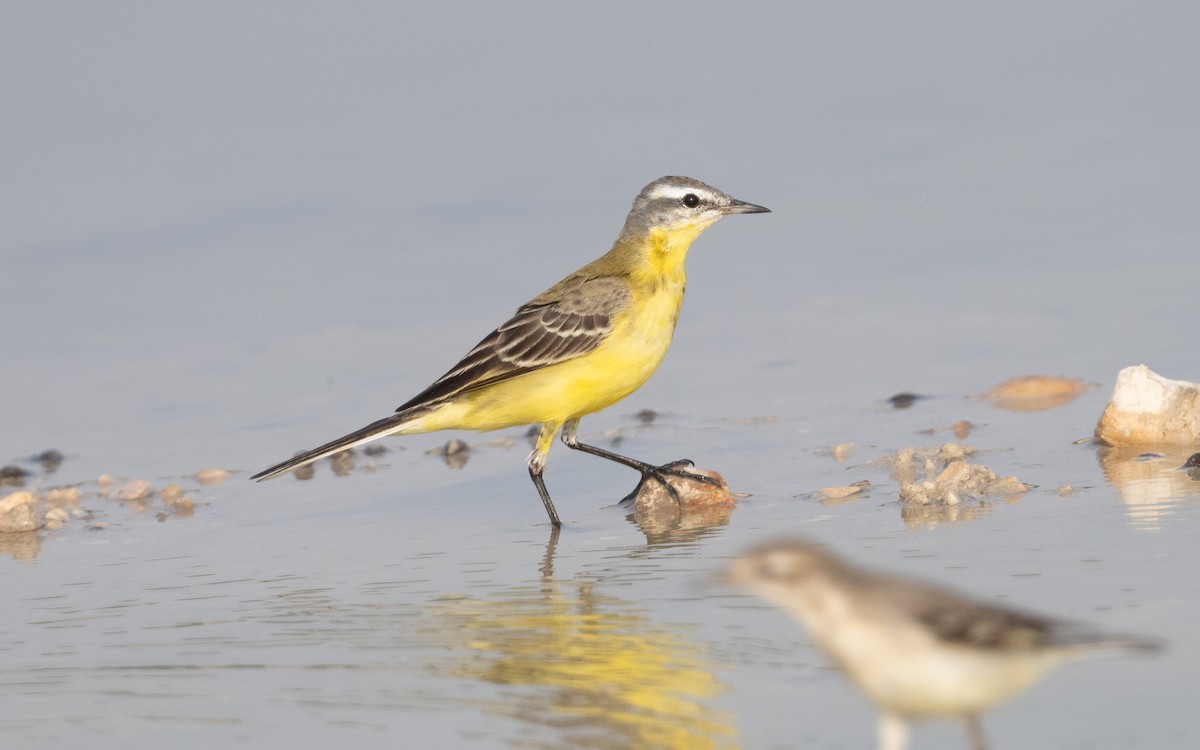 Western Yellow Wagtail - Emmanuel Naudot