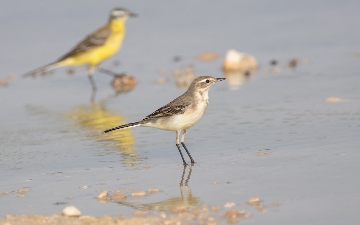 Western Yellow Wagtail - Emmanuel Naudot