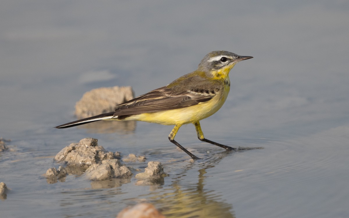 konipas luční - ML612412107