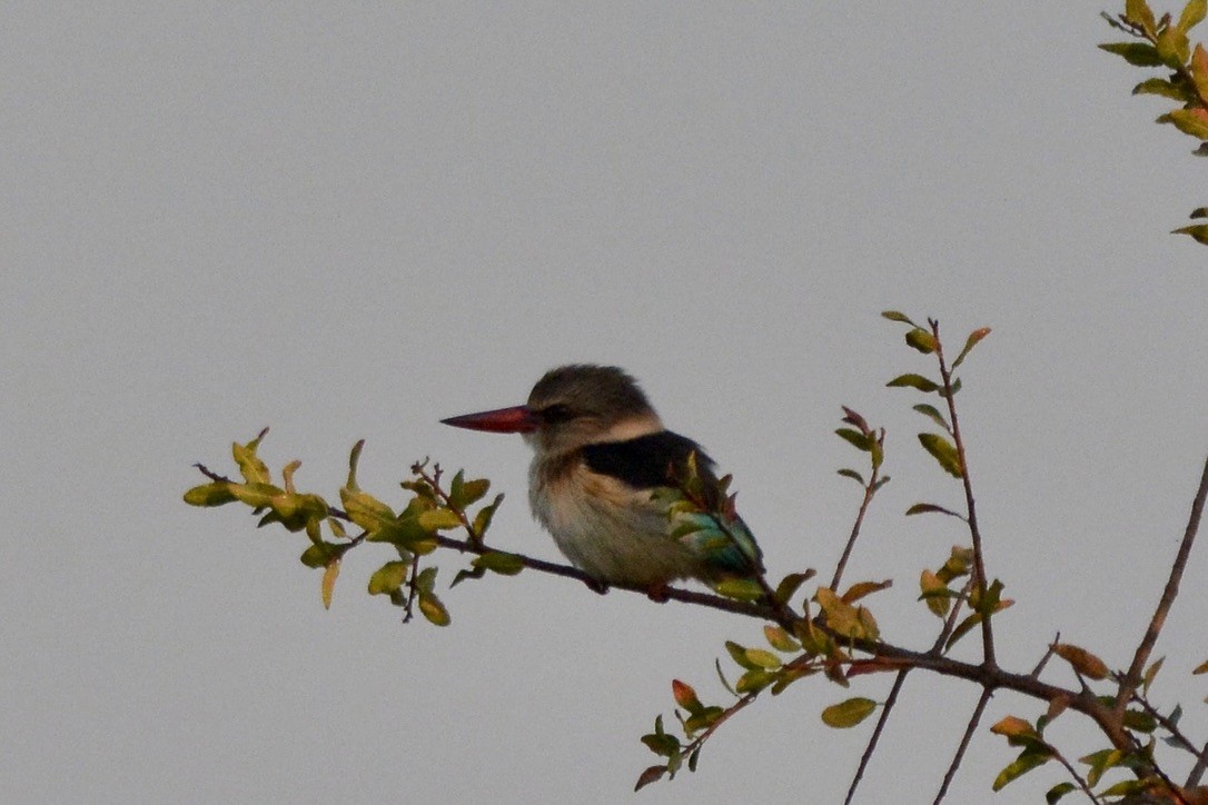 Brown-hooded Kingfisher - ML612412124