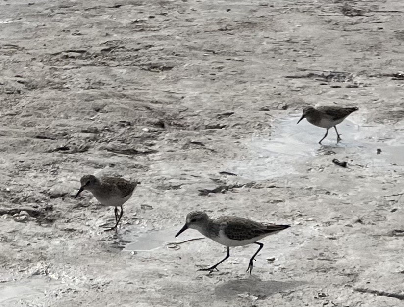 Western Sandpiper - ML612412304