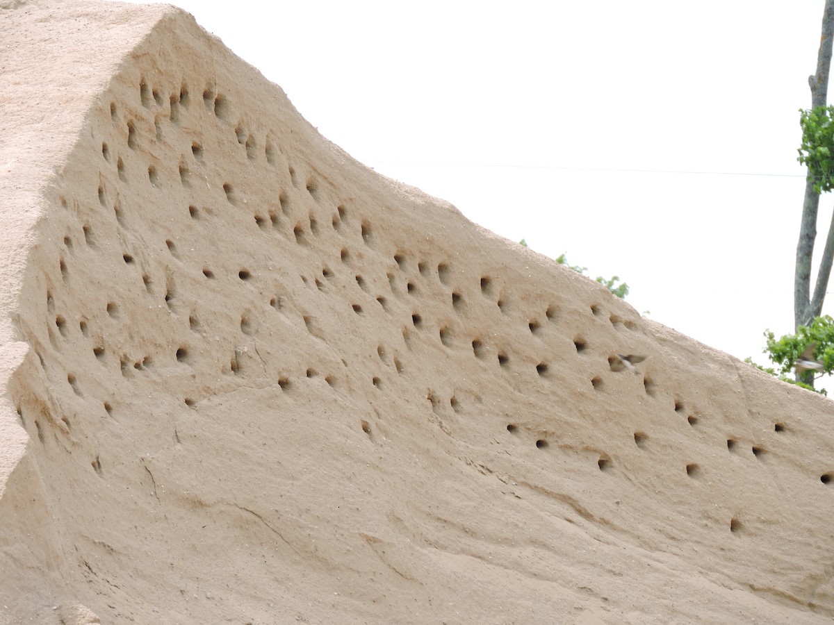 Bank Swallow - Melody Walsh