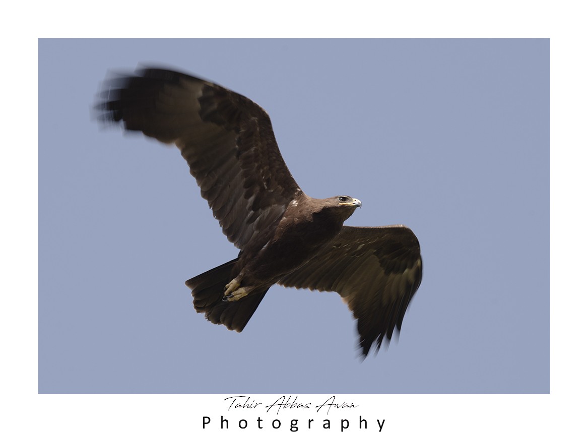 Indian Spotted Eagle - ML612412427