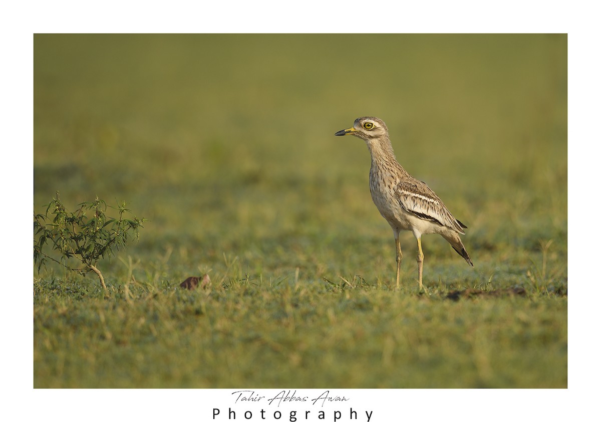 Indian Thick-knee - ML612412444
