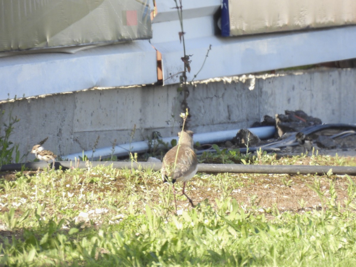 Southern Lapwing - Philip Downey