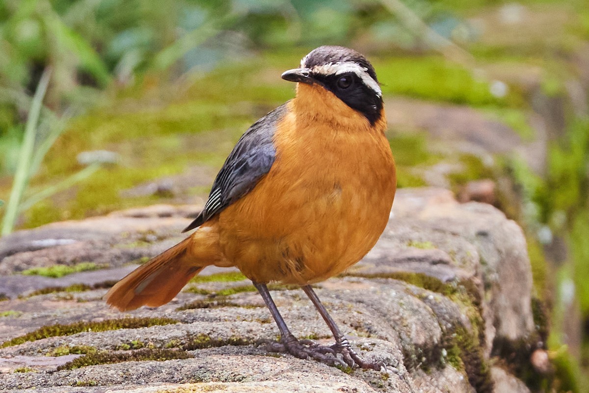 White-browed Robin-Chat - ML612412469