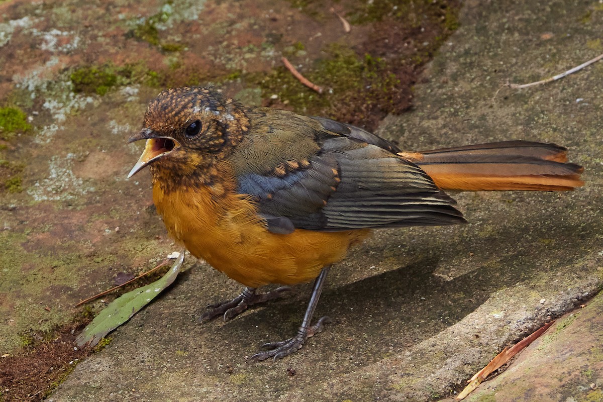 White-browed Robin-Chat - ML612412470