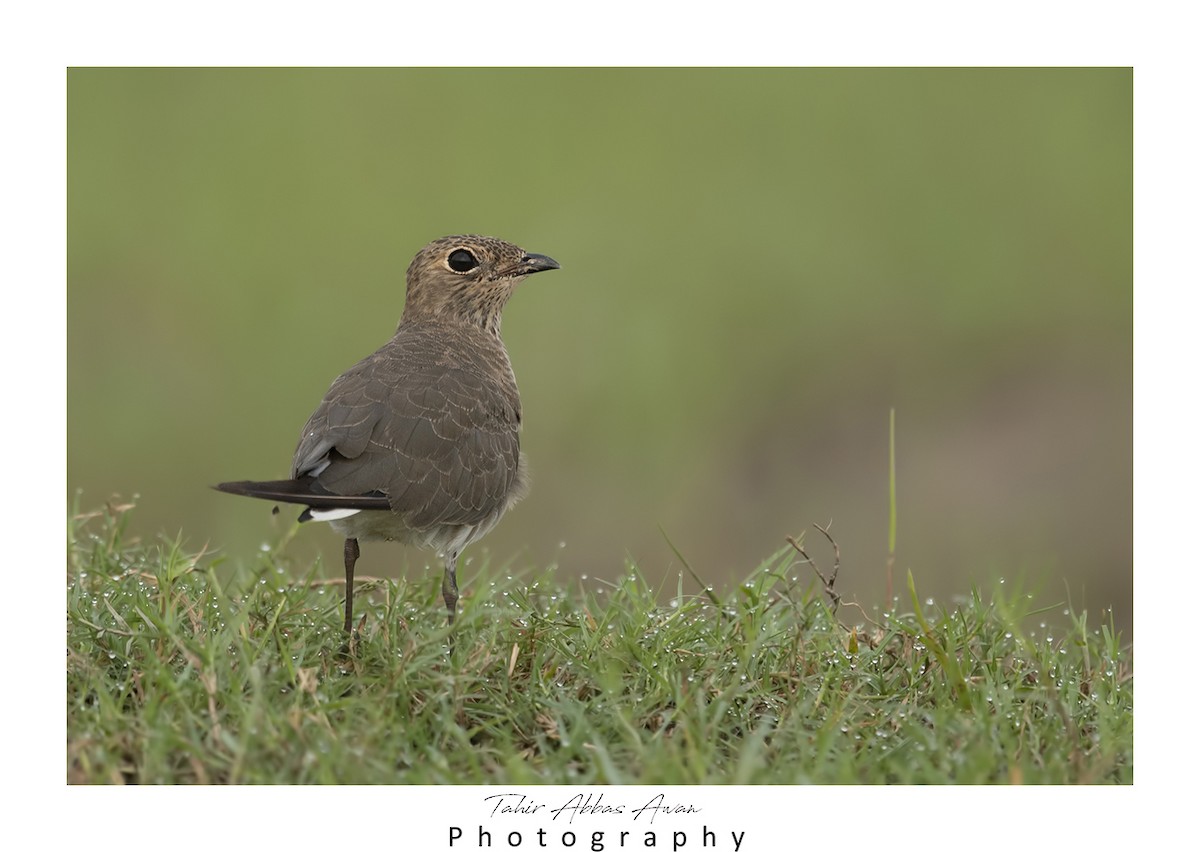 Oriental Pratincole - ML612412497