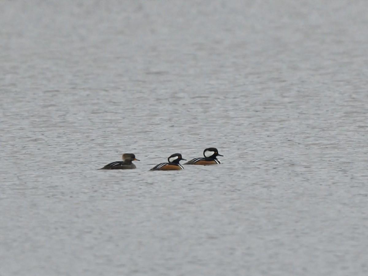 Hooded Merganser - ML612412538