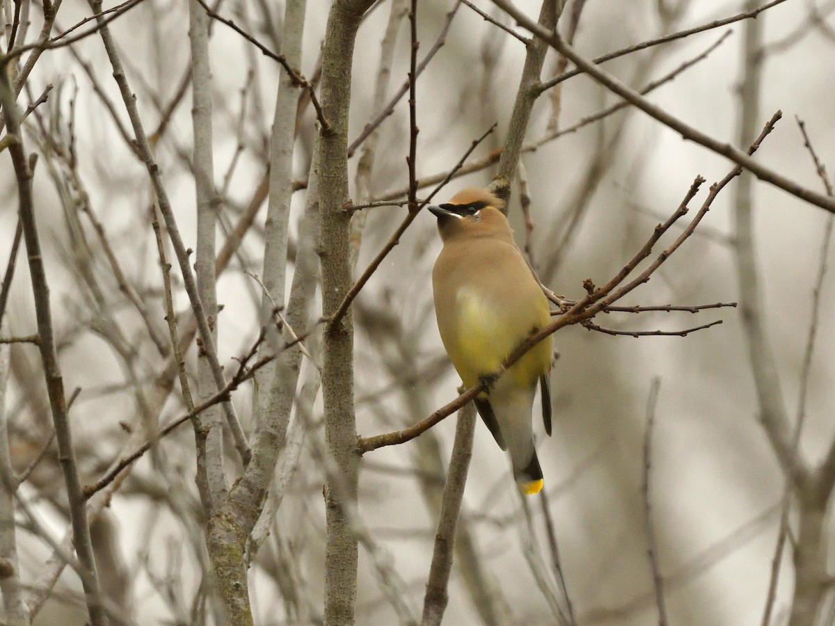 Cedar Waxwing - ML612412551