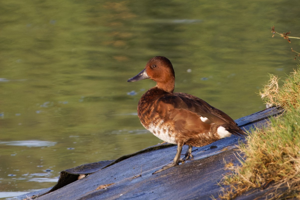 Ferruginous Duck - ML612412575