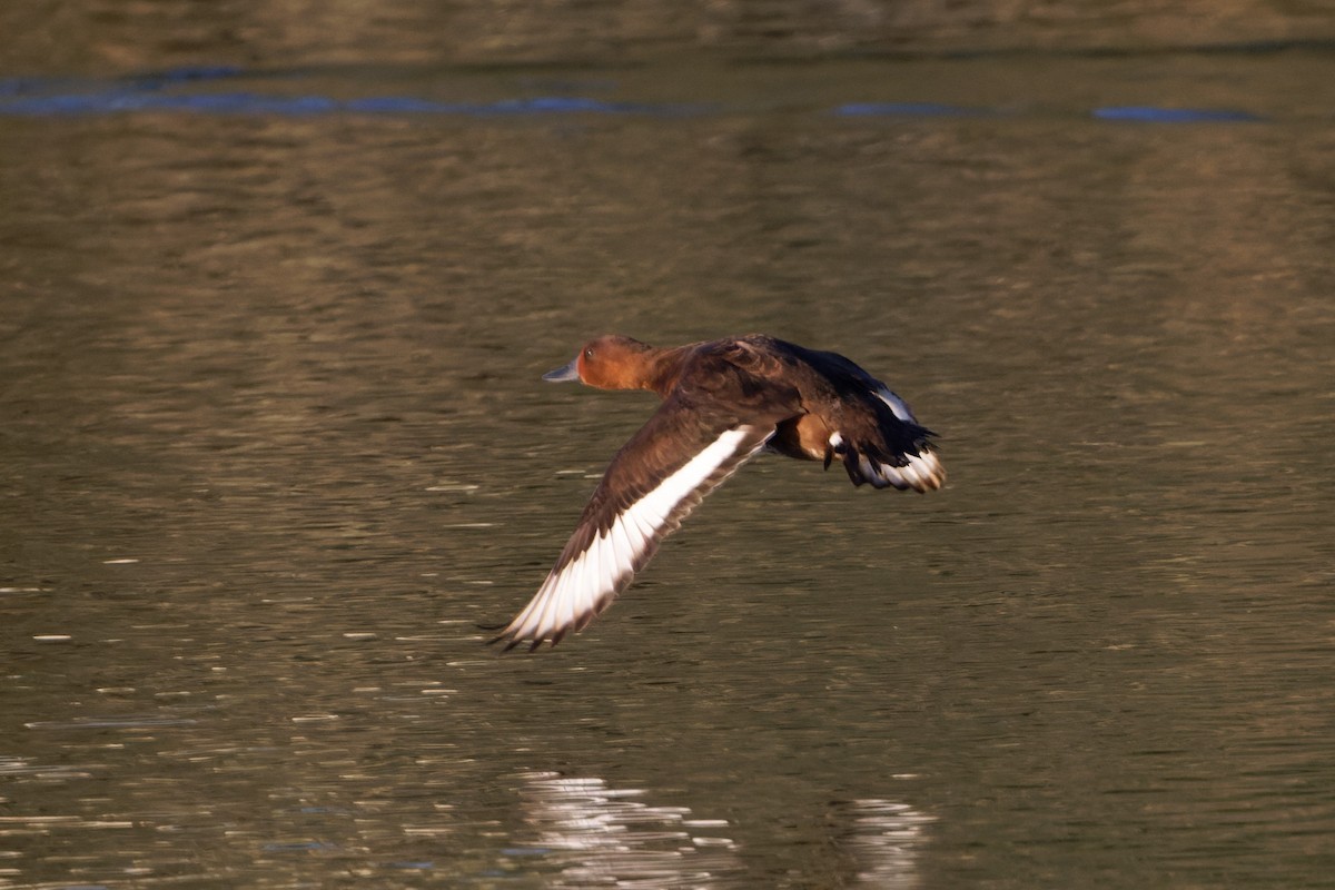 Ferruginous Duck - ML612412576