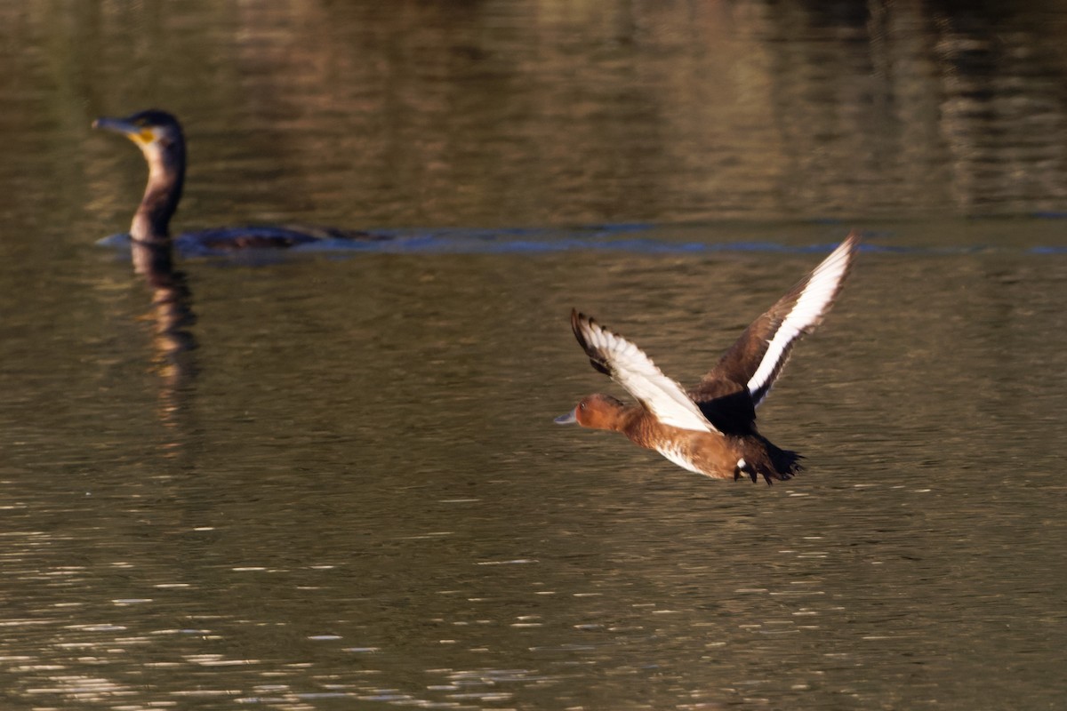 Ferruginous Duck - ML612412577