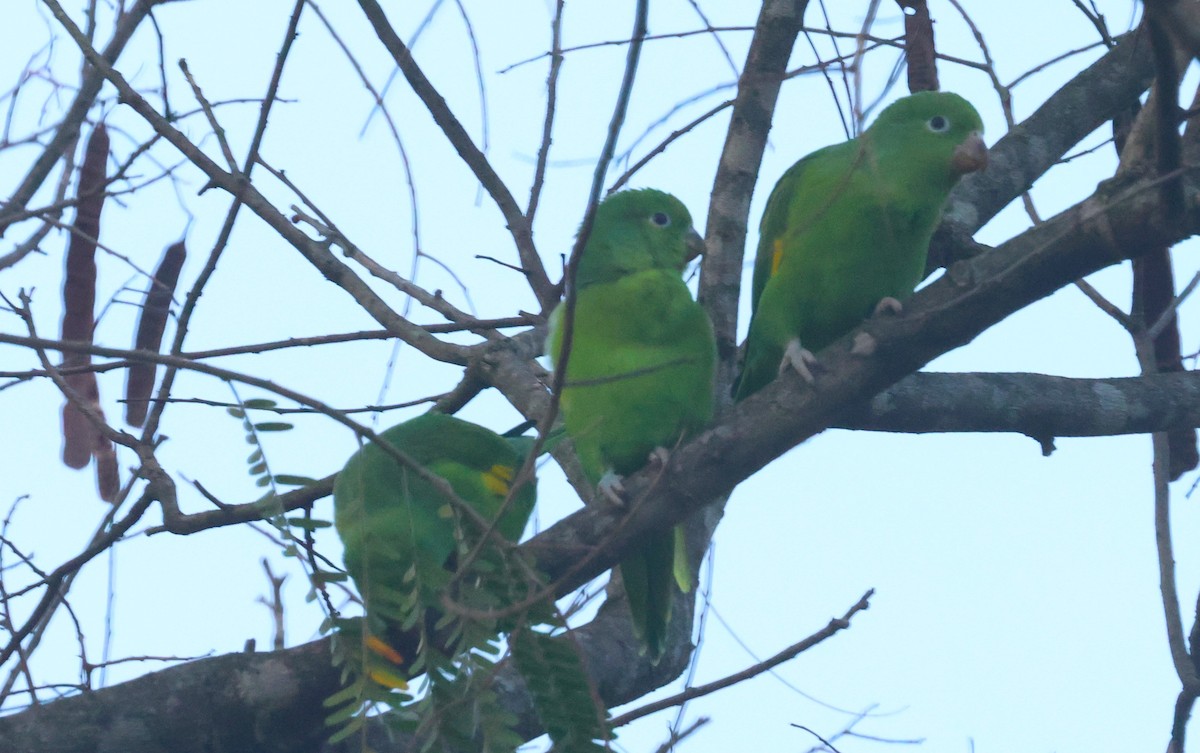 Yellow-chevroned Parakeet - Michael Clay