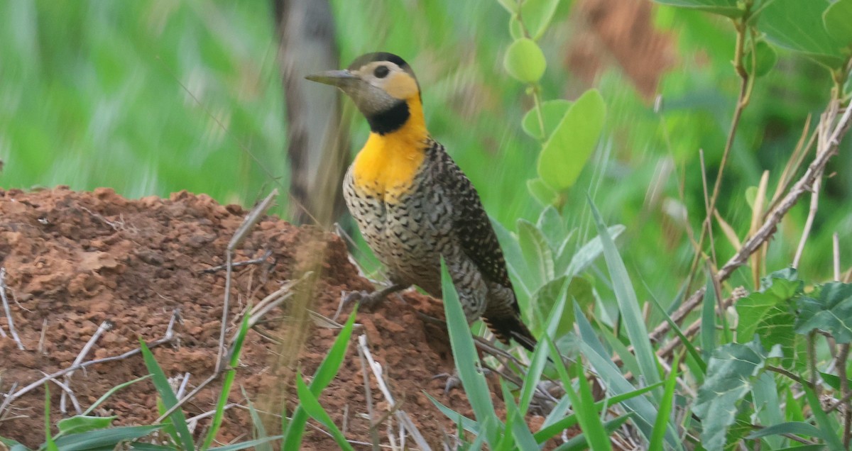 Campo Flicker - Michael Clay