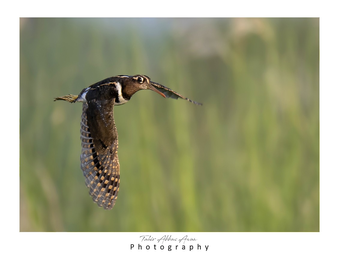 Greater Painted-Snipe - ML612412668