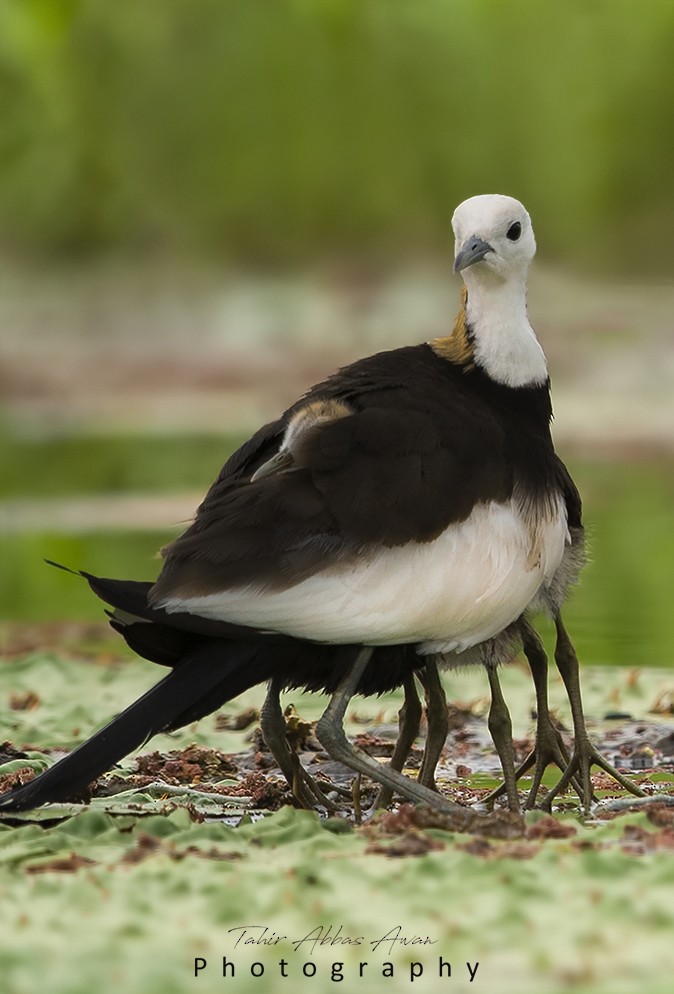 Pheasant-tailed Jacana - ML612412677