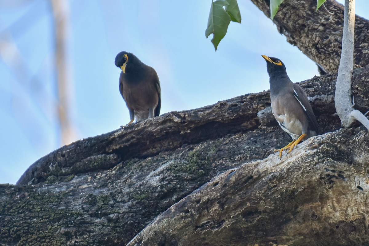 Common Myna - Thitiphon Wongkalasin