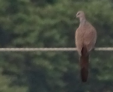 Spotted Dove (Eastern) - ML612412773