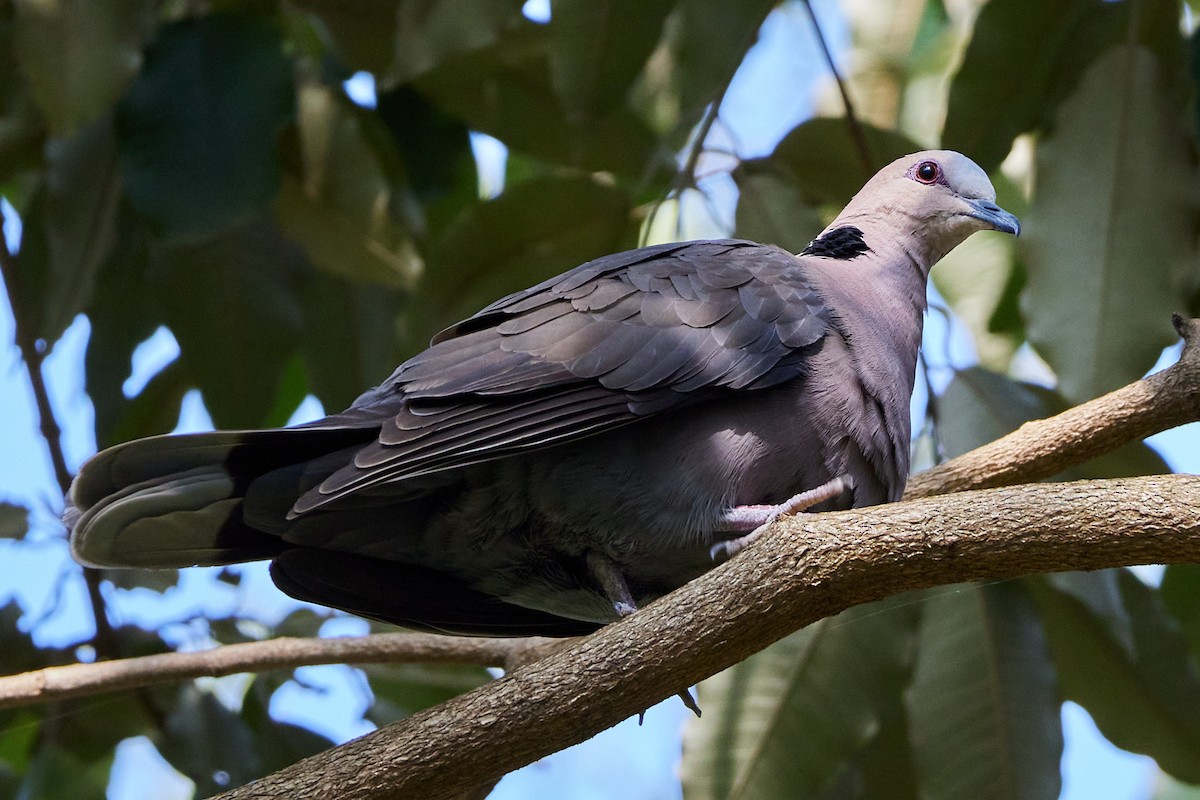 Red-eyed Dove - ML612412803