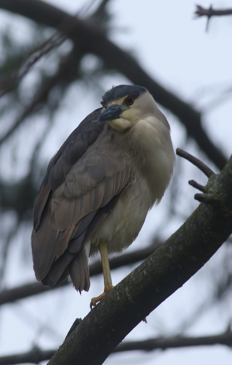 Black-crowned Night Heron - Zach Millen