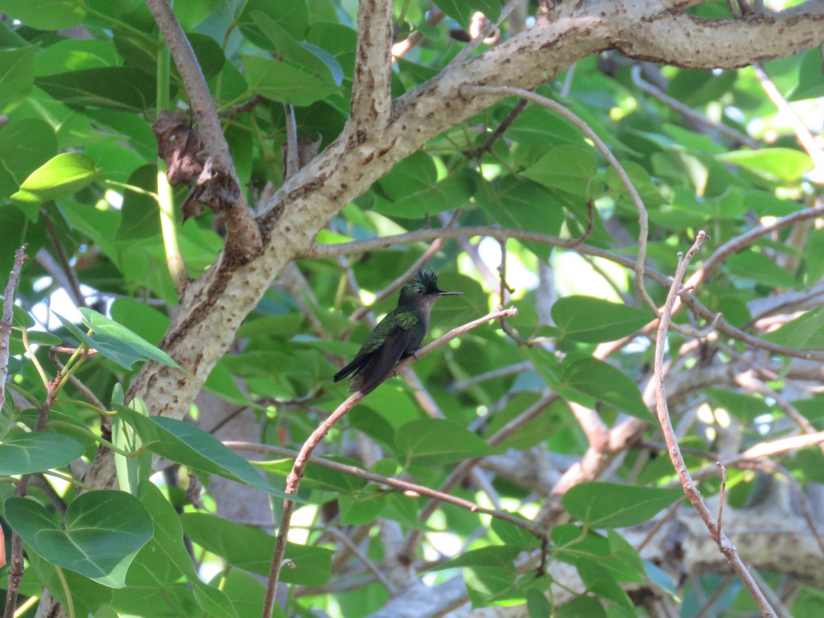 Antillean Crested Hummingbird - Kevin Wistrom