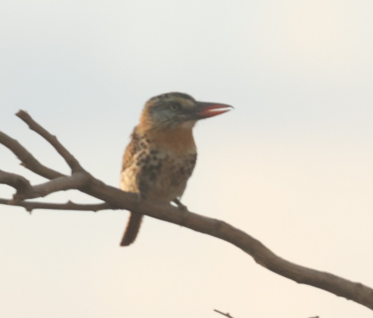 Spot-backed Puffbird (Spot-backed) - ML612412830