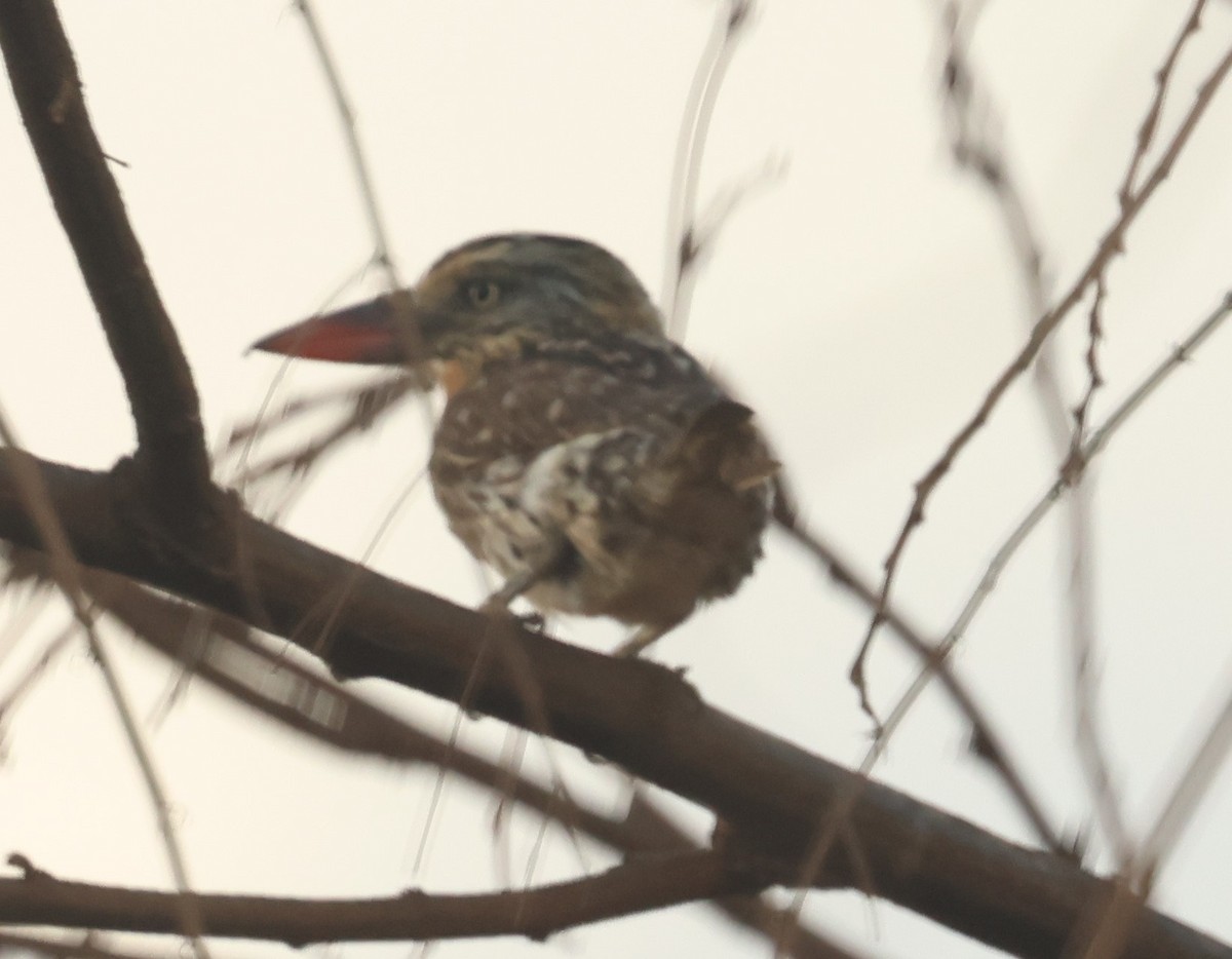 Spot-backed Puffbird (Spot-backed) - ML612412832